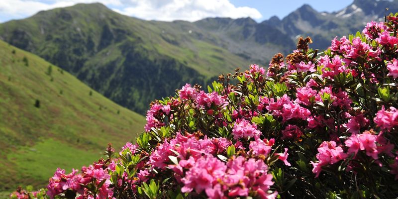 Berg- und Alpenrosenblüte