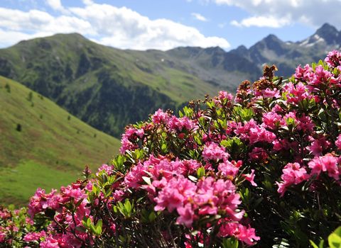 Berg- und Alpenrosenblüte